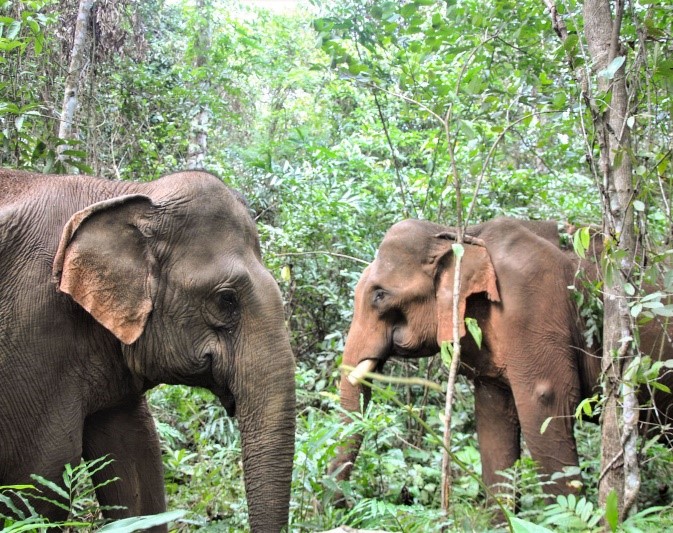 Visite des éléphants à mondulkiri